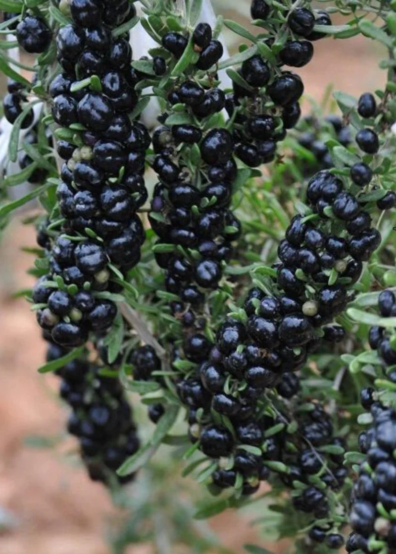 Black Goji Berry Fruit Seeds for Planting – Heirloom Non-GMO Garden Seeds