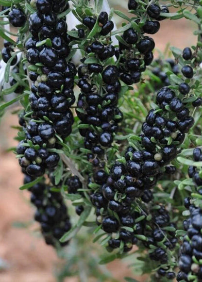 Black Goji Berry Fruit Seeds for Planting – Heirloom Non-GMO Garden Seeds