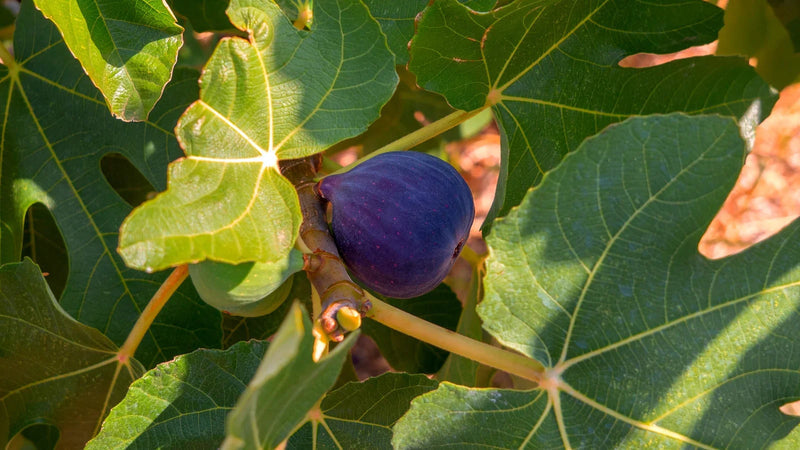 Black Mission Fig Fruit Seeds for Planting – Heirloom Non-GMO Garden Seeds