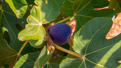Black Mission Fig Fruit Seeds for Planting – Heirloom Non-GMO Garden Seeds