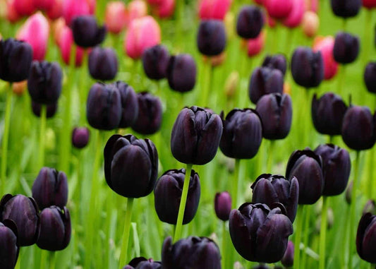 Black Tulip flower seeds