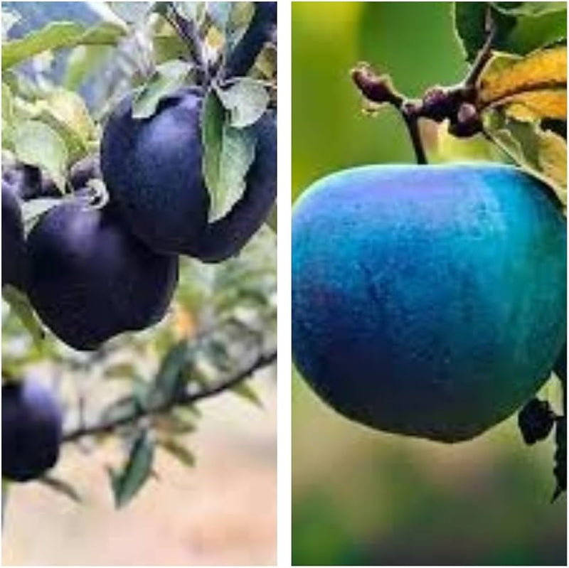 Blue Apple Fruit Seeds for Planting – Heirloom Non-GMO Garden Seeds