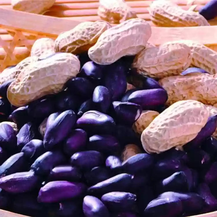 Blue Peanut Seeds for Planting – Rare Peanut Garden Seeds