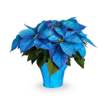 Blue Poinsettia flower seeds