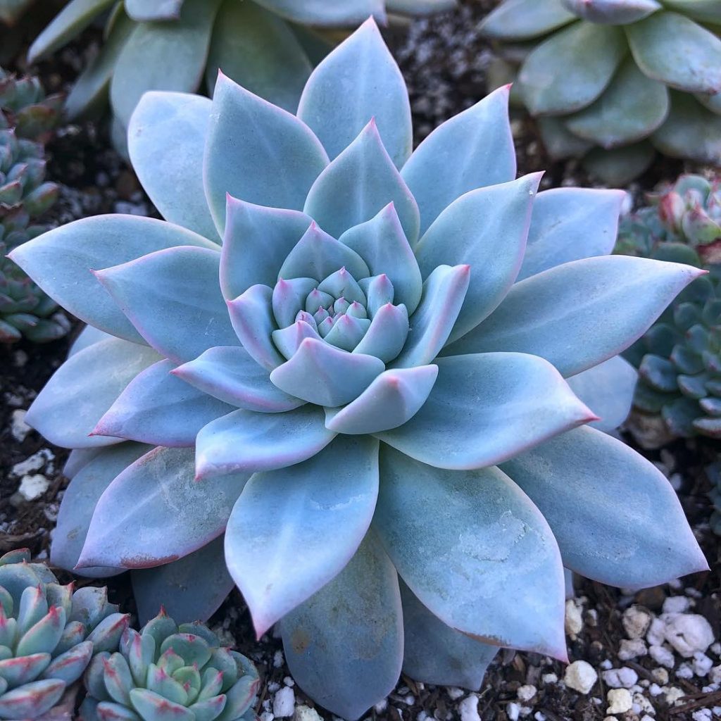 Blue Purple flower seeds
