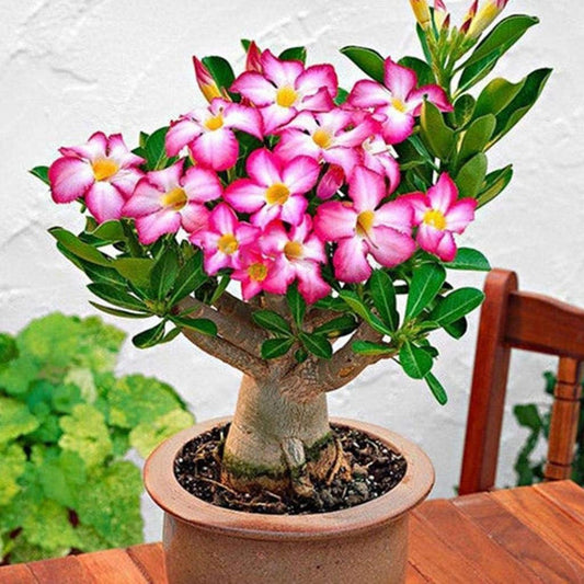 Bonsai Blooming flower seeds