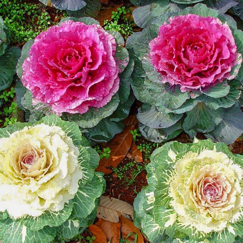 Pink Cabbage Seeds for Planting – Heirloom Non-GMO Garden Seeds