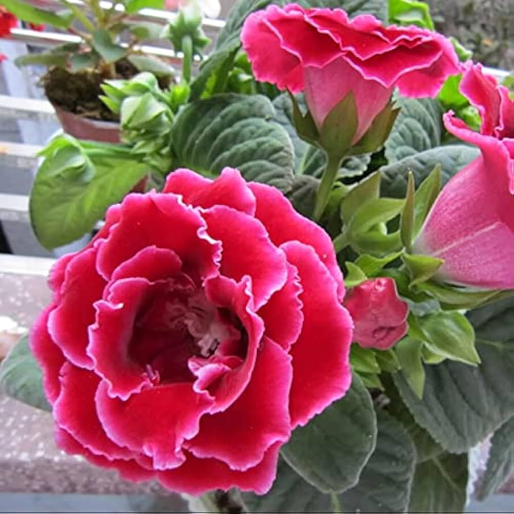 Pink Brazilian flower seeds