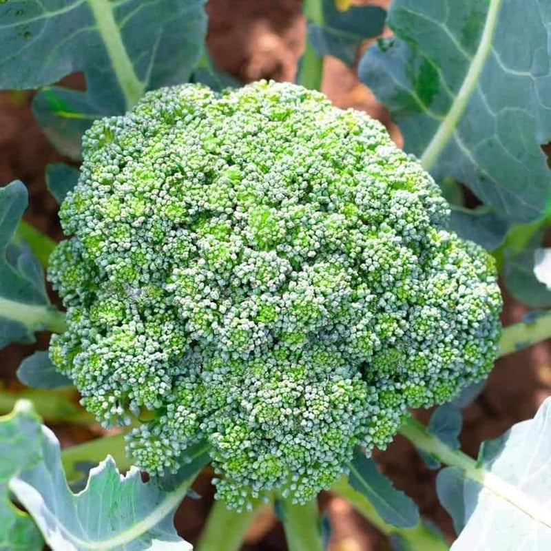 Broccoli Garden Vegetable Seeds for Planting – Heirloom Non-GMO Garden Seeds