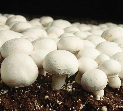Brown Mushroom Seeds for Planting – Heirloom Non-GMO Garden Seeds