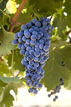 Cabernet Sauvignon Grape Fruit Seeds for Planting – Heirloom Non-GMO Garden Seeds