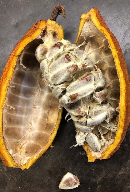 Cacao Fruit Seeds for Planting – Heirloom Non-GMO Garden Seeds