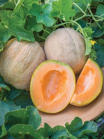 Mixed Cantaloupe Melon Fruit Seeds for Planting – Heirloom Non-GMO Garden Seeds