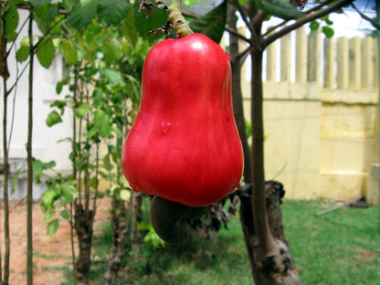 Red Yellow Cashew Tree Seeds for Planting – Heirloom Non-GMO Garden Seeds