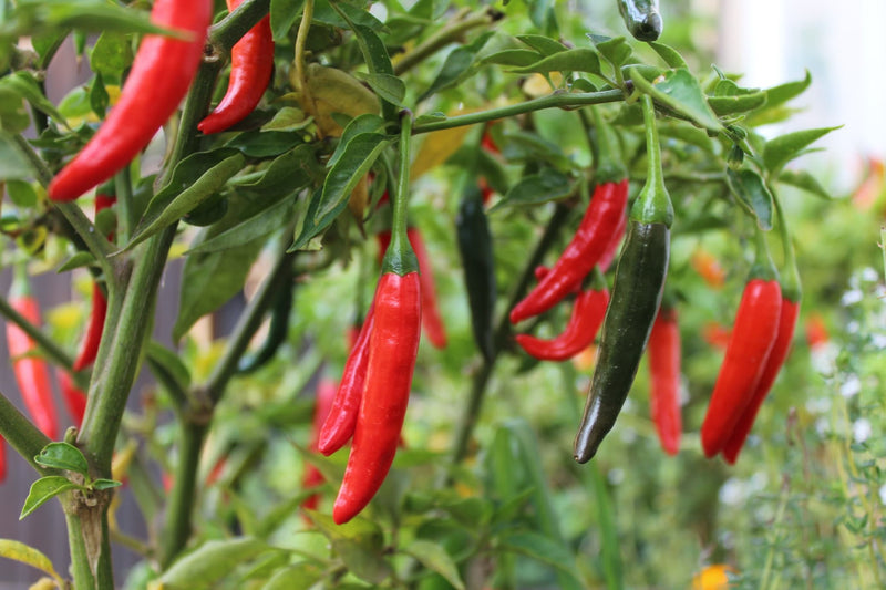 Cayenne Pepper Seeds for Planting – Heirloom Non-GMO Garden Seeds