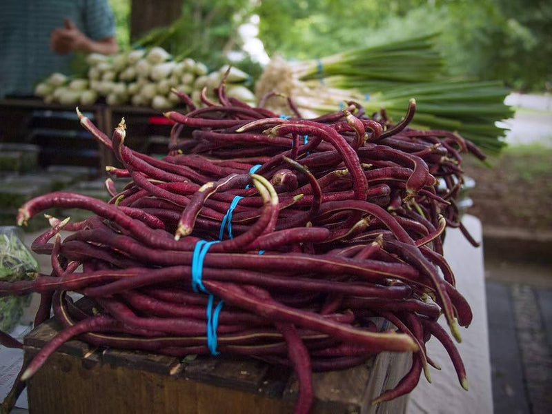 Chinese Bean Vegetable Seeds for Planting – Heirloom Non-GMO Garden Seeds