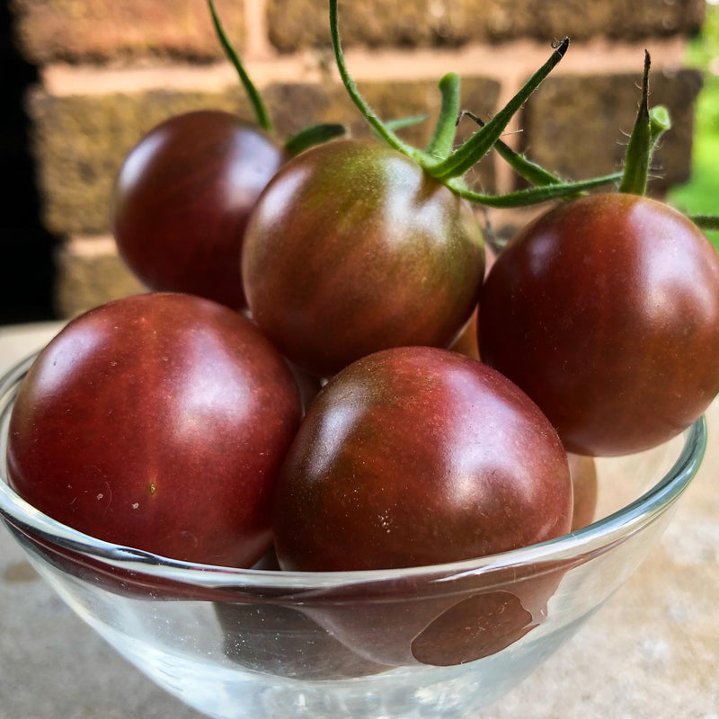 Chocolate Tomato Seeds for Planting – Heirloom Non-GMO Garden Seeds