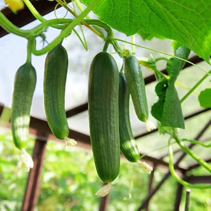 Long Green Cucumber Vegetable Seeds for Planting – Heirloom Non-GMO Garden Seeds