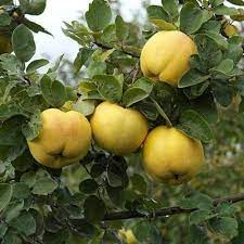 Yellow Quince Tree Seeds for Planting – Heirloom Non-GMO Garden Seeds