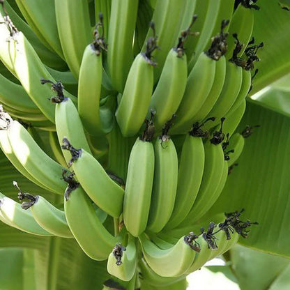 Dark Green Banana Fruit Seeds for Planting – Heirloom Non-GMO Garden Seeds