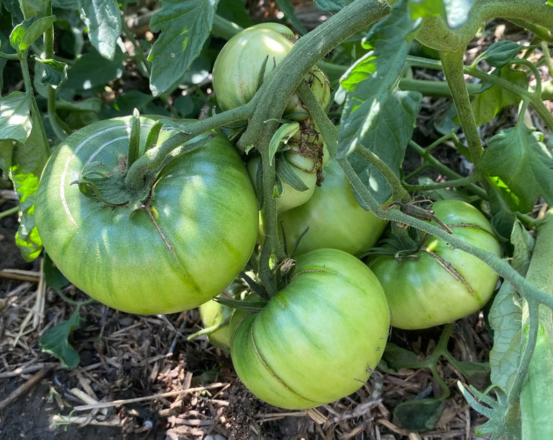 Dark Green Tomato Seeds for Planting – Heirloom Non-GMO Garden Seeds