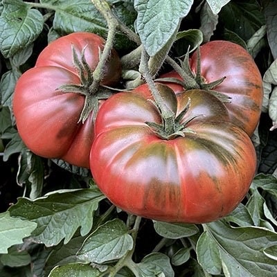 Dark Maroon Tomato Seeds for Planting – Heirloom Non-GMO Garden Seeds