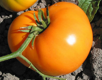 Dark Orange Giant Tomato Seeds for Planting – Heirloom Non-GMO Garden Seeds