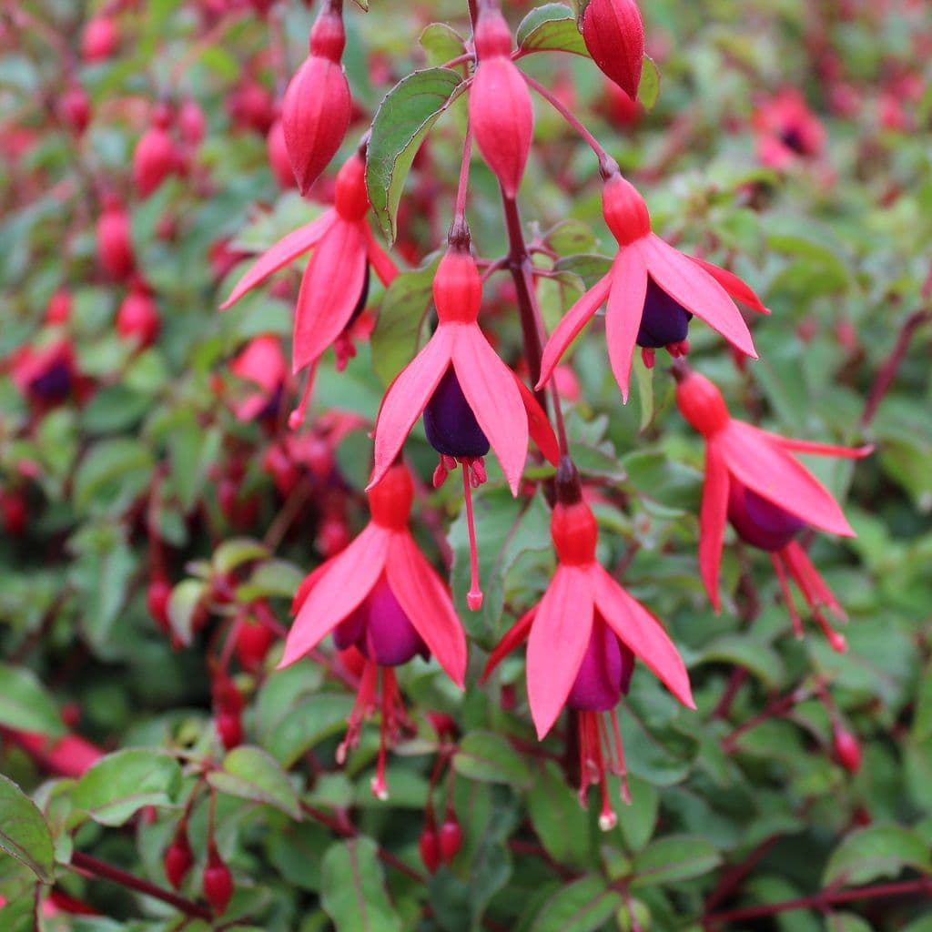 Dark Pink flower seeds