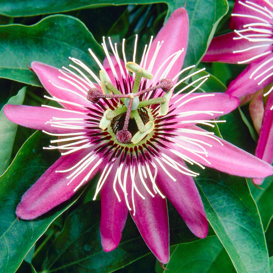 Dark Pink flower seeds