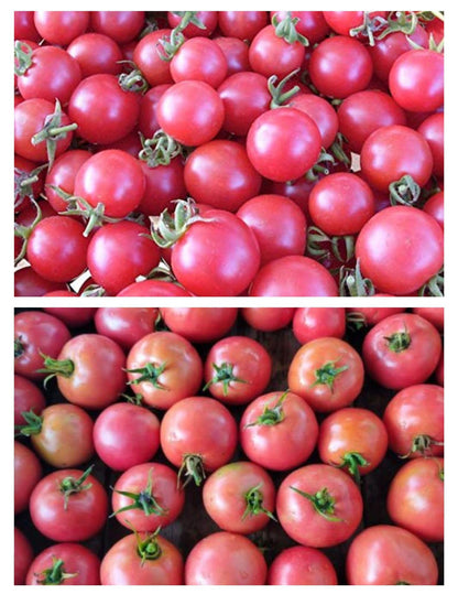 Dark Pink Tomato Seeds for Planting – Heirloom Non-GMO Garden Seeds