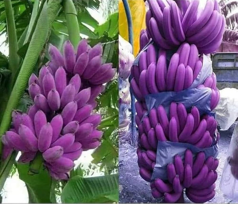 Dark Violet Banana Fruit Seeds for Planting – Heirloom Non-GMO Garden Seeds