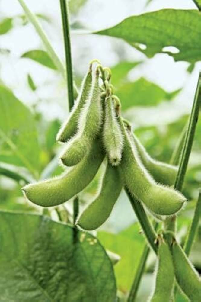 Giant Soybean Vegetable Seeds for Planting – Heirloom Non-GMO Garden Seeds