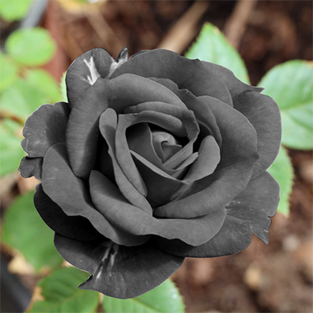 Gray Rose flower seeds