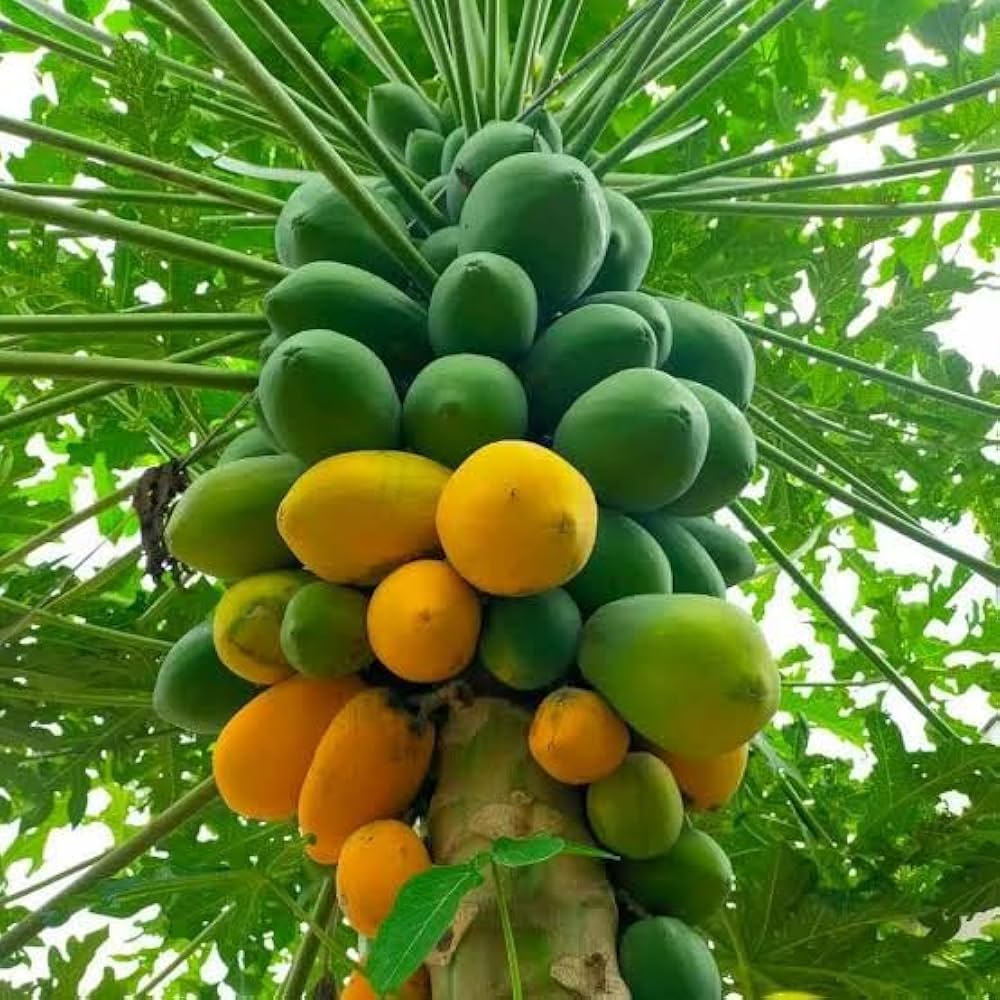 papaya fruit seeds