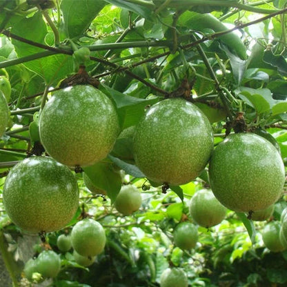 Green Passion Fruit Seeds for Planting – Heirloom Non-GMO Garden Seeds