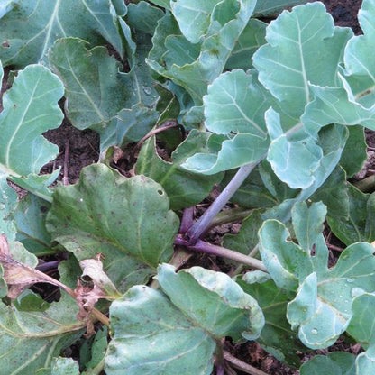 Sea Kale Seeds for Planting – Heirloom Non-GMO Garden Seeds
