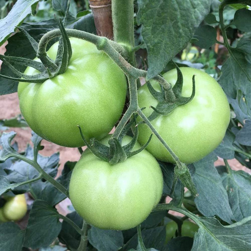Green White Tomato Seeds for Planting – Heirloom Non-GMO Garden Seeds