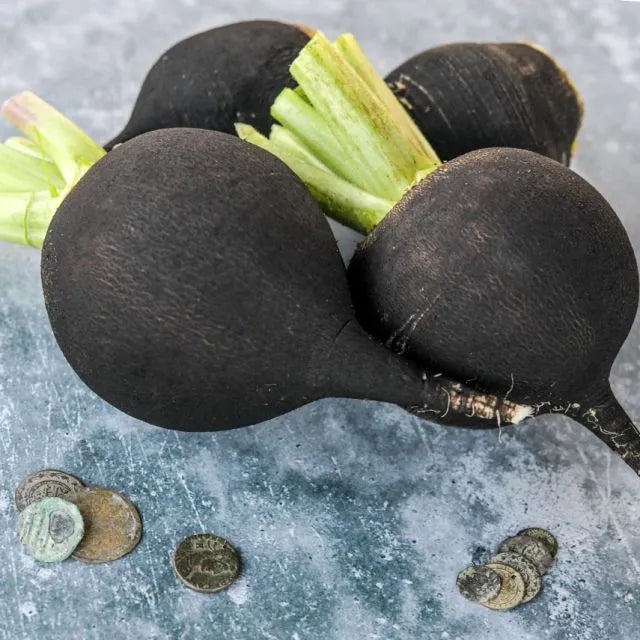 Gray Radish Seeds for Planting – Heirloom Non-GMO Garden Seeds