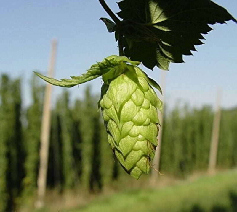 Common Hops Seeds for Planting – Heirloom Non-GMO Garden Seeds