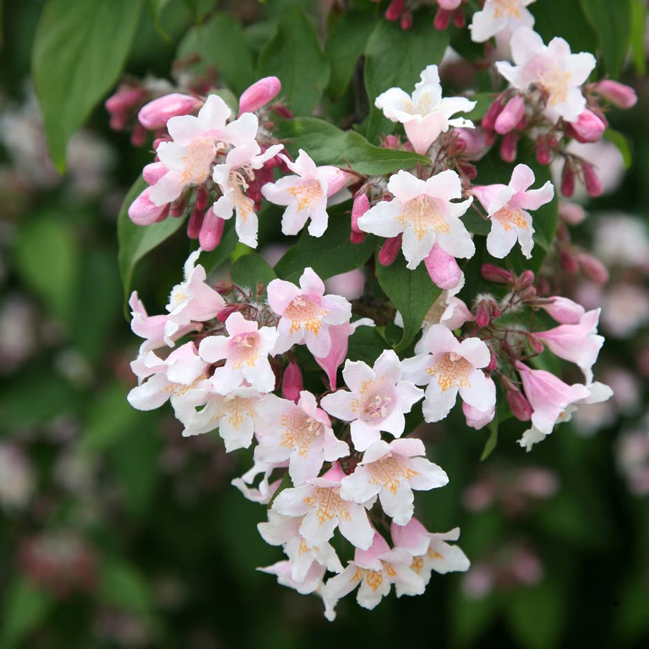 White Kolkwitzia flower seeds