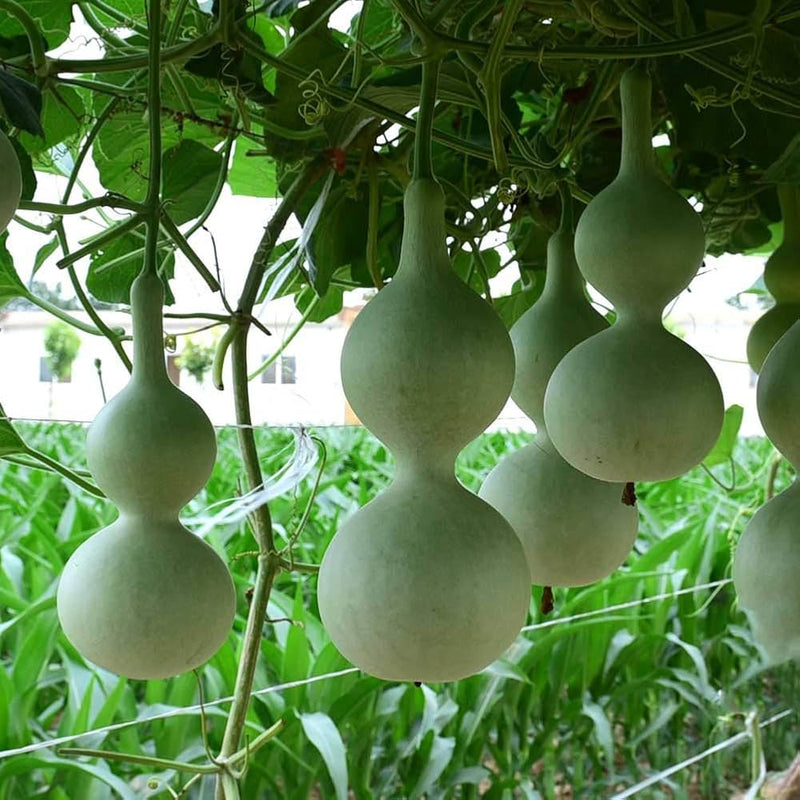 Lagenaria Pumpkin Vegetable Seeds for Planting – Heirloom Non-GMO Garden Seeds
