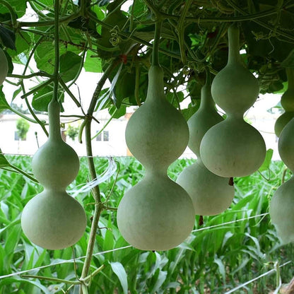 Lagenaria Pumpkin Vegetable Seeds for Planting – Heirloom Non-GMO Garden Seeds