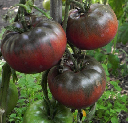 Brown Tomato Seeds for Planting – Heirloom Non-GMO Garden Seeds