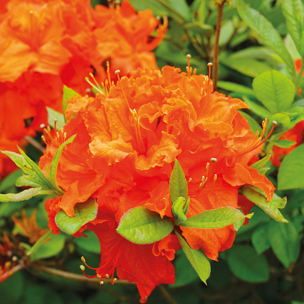 Light Orange flower seeds