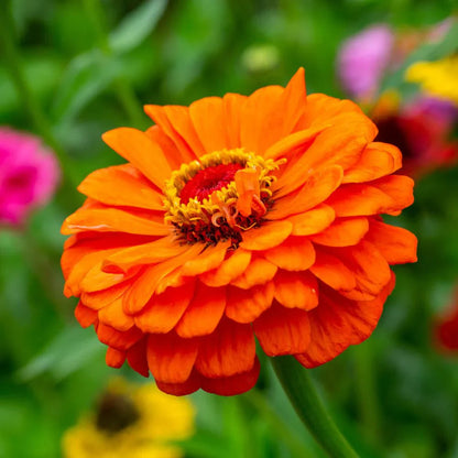 Light Orange flower seeds