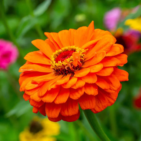 Light Orange flower seeds