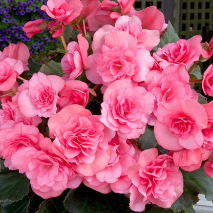 Light Pink flower seeds