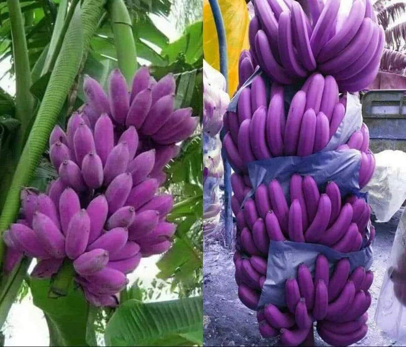 Light Purple Banana Fruit Seeds for Planting – Heirloom Non-GMO Garden Seeds