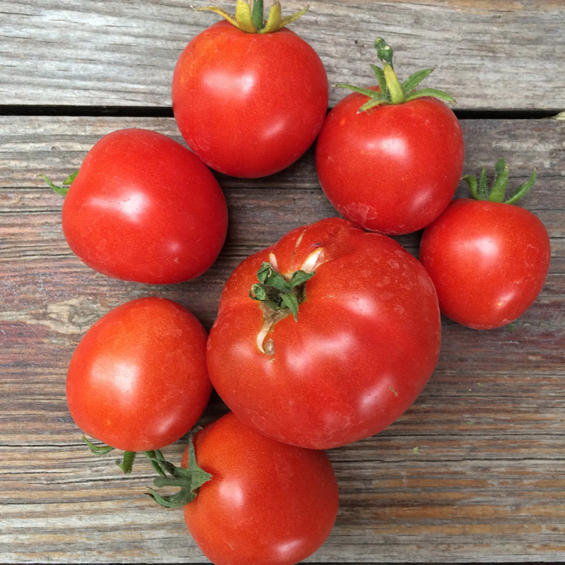 Light Red Tomato Seeds for Planting – Heirloom Non-GMO Garden Seeds