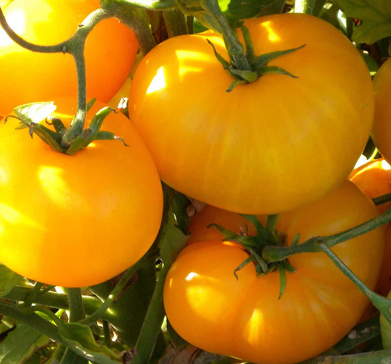 Yellow Giant Tomato Seeds for Planting – Heirloom Non-GMO Garden Seeds